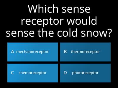 Sensory Receptors