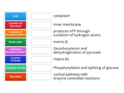 CAX KS5 location & name of processes in respiration 