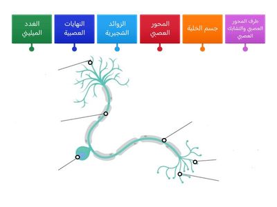  تراكيب الخلية العصبية