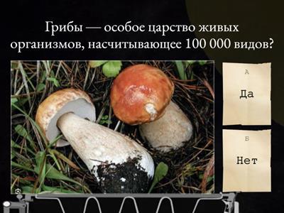 Биология 5-6 класс. Грибы