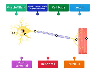 Motor Neuron Structure