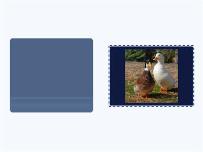 Subitising Chicken Licken 