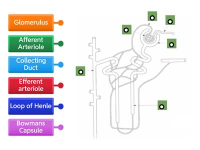 Nephron