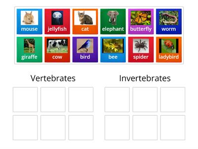 j.c. science Vertebrate or invertebrate?