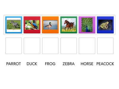 Working with animals - Animals