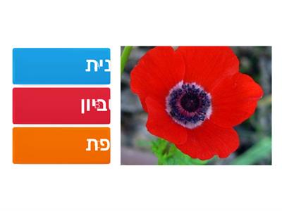 חידון פרחים