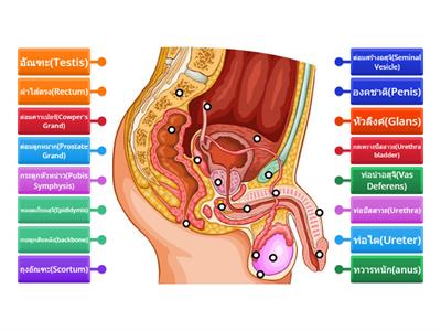 Male Reproductive system