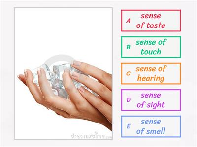 Science Process Skills - Observing (Year 3)