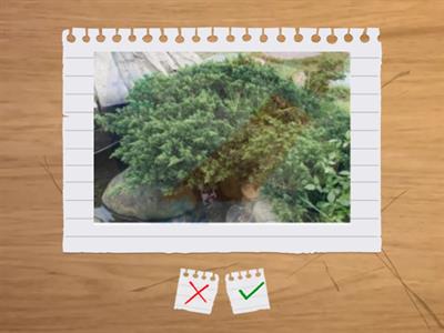 造園丙級識別圖卡