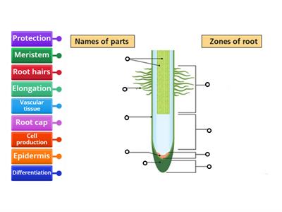 LC Biology - Root Parts & Zones