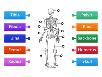 Forensics Full Body Skeleton Labelling