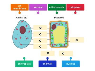 eukaryotic cells