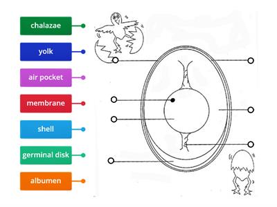 Parts of an Egg