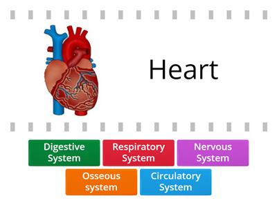 Body systems