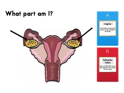 female reproductive system