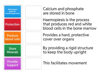 Explain function s of the skeletal system