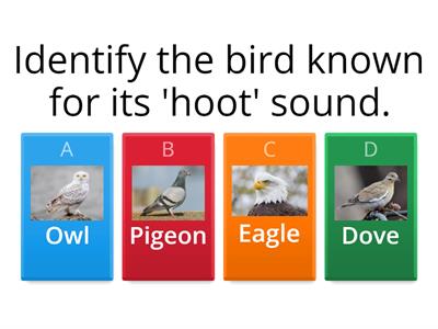 Bird Song Quiz