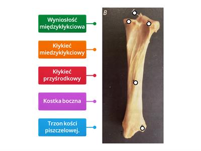 Kość piszczelowa (widok od strony doogonowej)