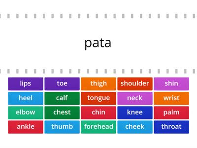 Parts of body - activity