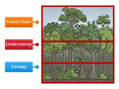 Layout of a rainforest 