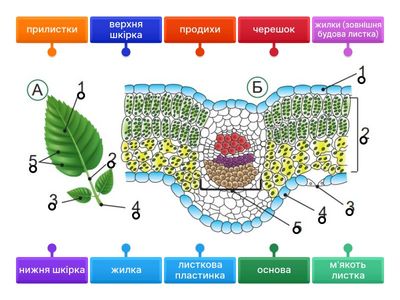 ЛАБОРАТОРНА ВПРАВА. Внутрішня будова листка у зв’язку з його функціями