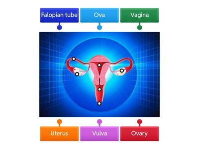 Female reproductive system