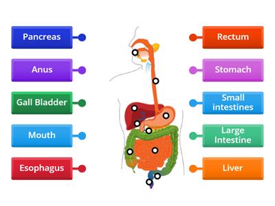 parts of the digestive system
