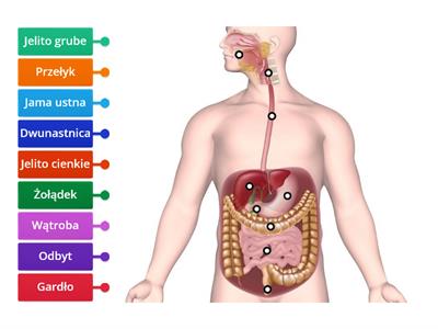 Budowa układu pokarmowego