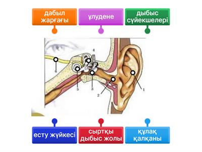 Ануста қалың мүше
