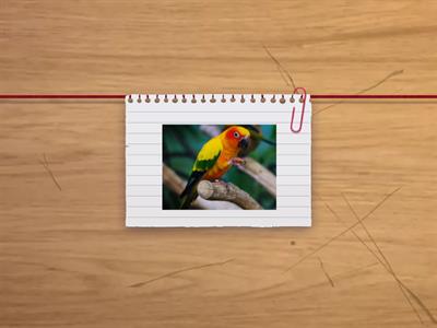 Тренировка внимания и памяти