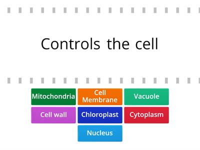 cell structure functions