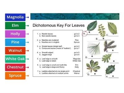 Dichotomous Key 