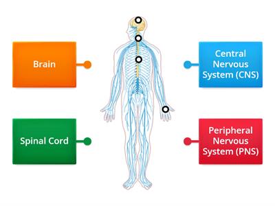 S8 Label The Nervous System 