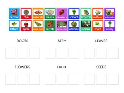 PARTS OF PLANTS WE EAT