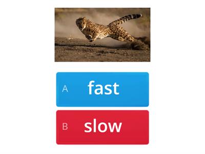  FAST-SLOW