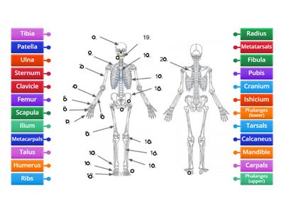 Skeletal System