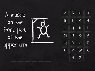 Anatomy and Physiology (Muscles)