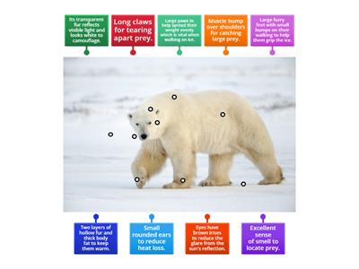 A polar bear's adaptation