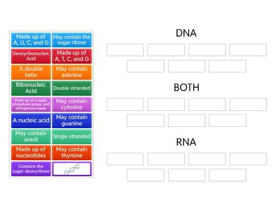 DNA vs RNA Review