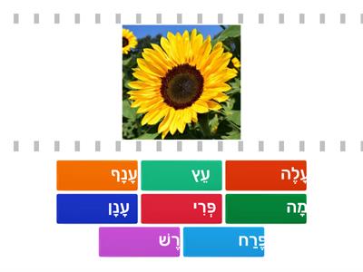 Tu Bishvat 