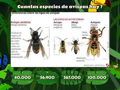 QUIZ de las avispas