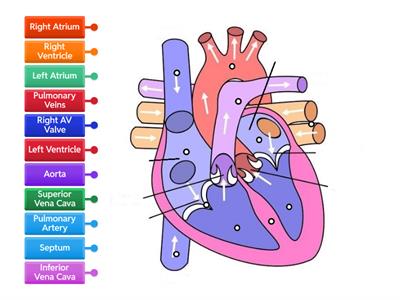 Internal Heart Anatomy