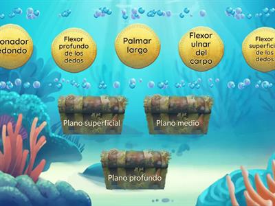 Músculos de la región anterior del codo