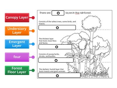 Rainforest Layers