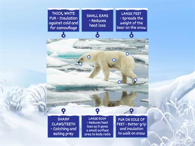 TUN: Tundra Animal Adaptations (Polar Bears)