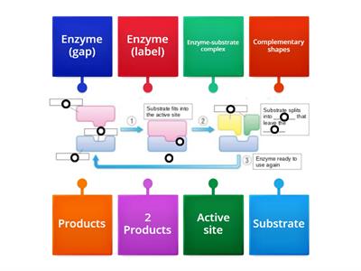 Enzyme labelling