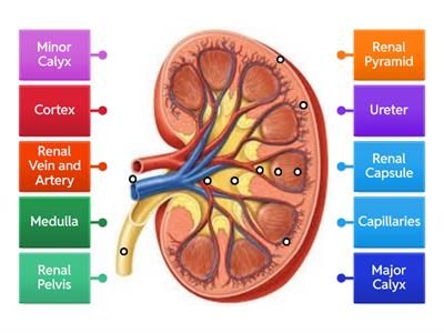 Kidney