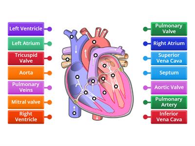 Label Cardiovascular System