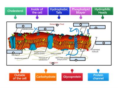 Plasma Membrane Labeling