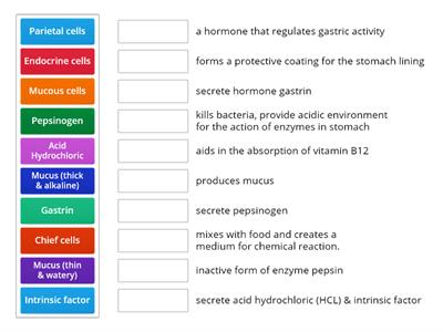 C06. Digestive Sys (4) - Gastric Secretions